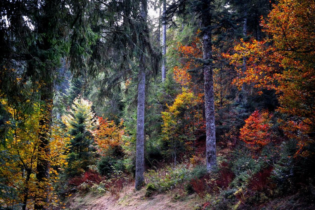 C4 Albmatte-Fewo Sauna, Hallenbad Aussenbecken Massagen Nebenan Menzenschwand-Hinterdorf Zewnętrze zdjęcie