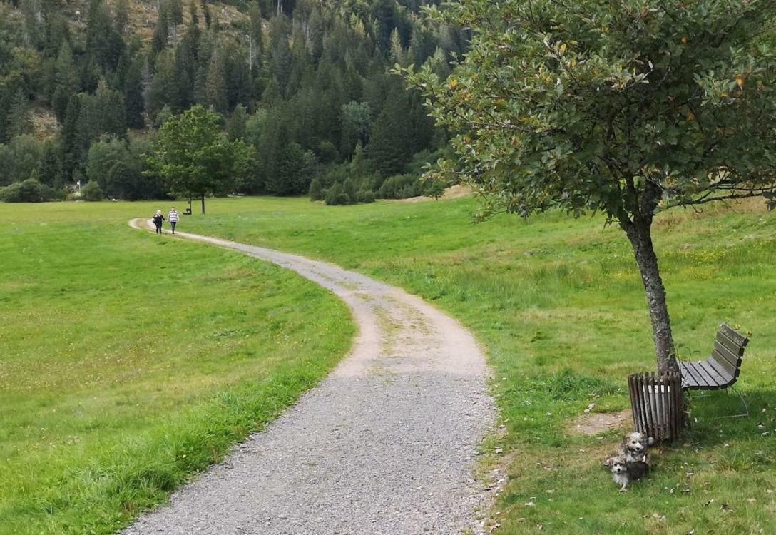 C4 Albmatte-Fewo Sauna, Hallenbad Aussenbecken Massagen Nebenan Menzenschwand-Hinterdorf Zewnętrze zdjęcie